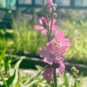 Sidalcea Rose Queen