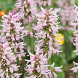 Stachys monieri Rosea