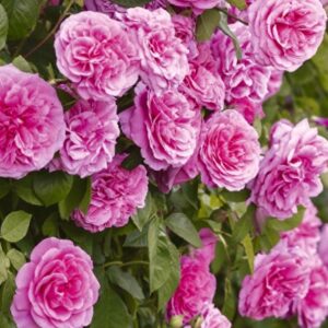 Rosa Gertrude Jekyll