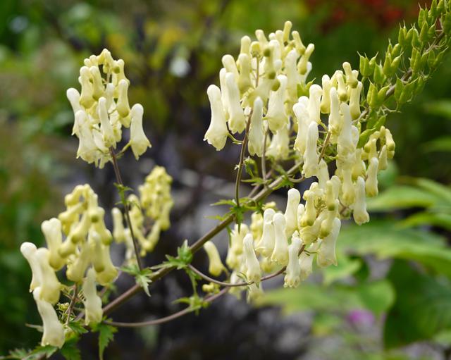 Aconitum Lamarckii Mount Venus Nursery