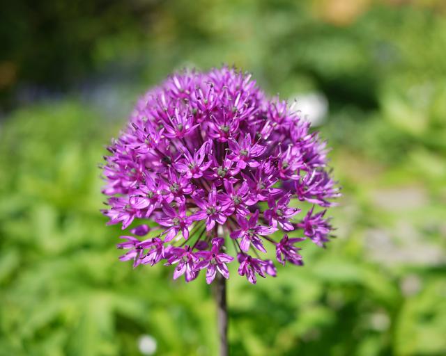 Allium Purple Sensation Mount Venus Nursery