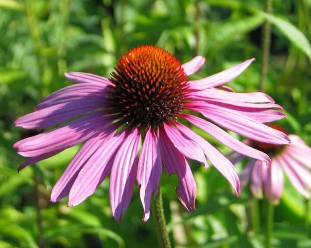 Echinacea purpurea Magnus - Mount Venus Nursery