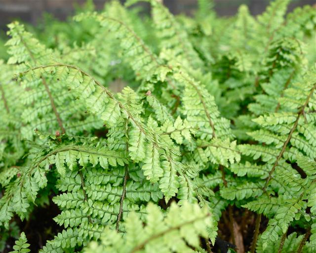 Polystichum makinoi - Mount Venus Nursery