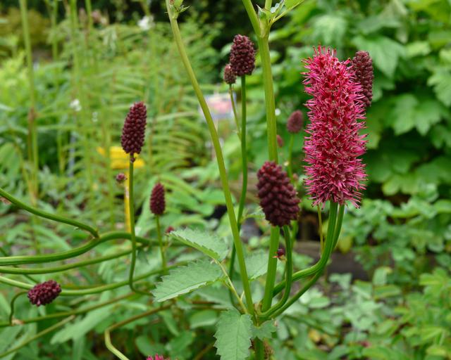 Sanguisorba menziesii - Mount Venus Nursery