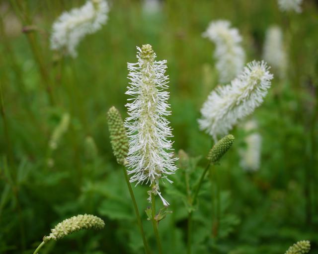 Sanguisorba obtusa Alba - Mount Venus Nursery