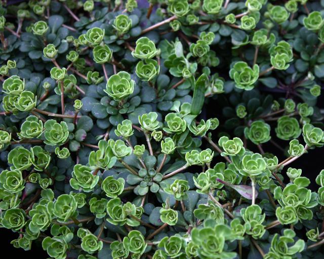 Saxifraga cuneifolia - Mount Venus Nursery