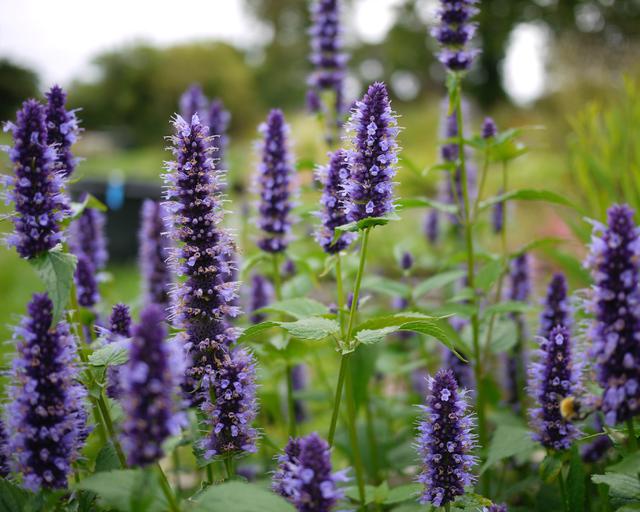 Agastache Black Adder - Mount Venus Nursery