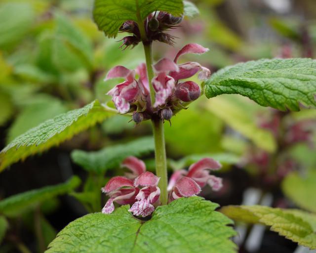 Lamium orvala - Mount Venus Nursery