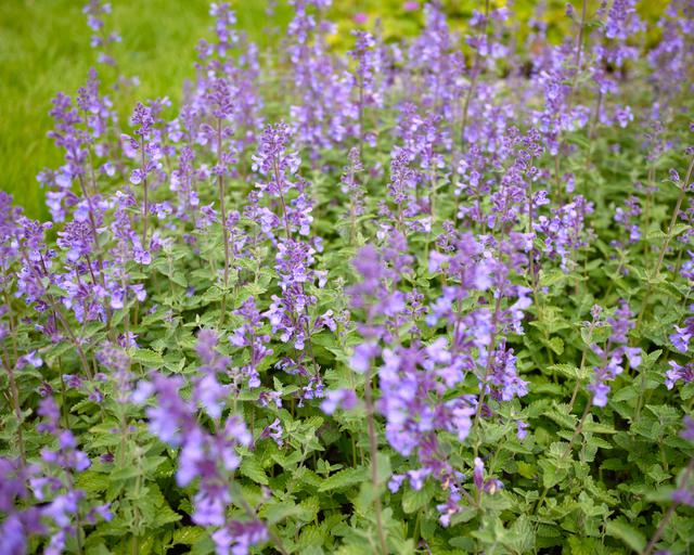 Nepeta Walkers Low - Mount Venus Nursery